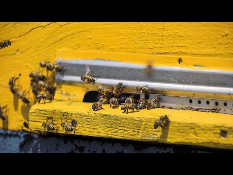 bee@PORR: Auf Bienen schauen. Die Zukunft bauen.