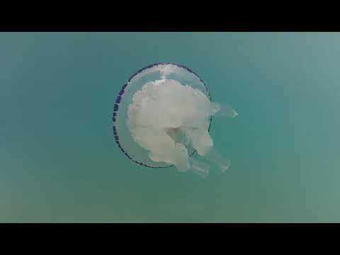 download lagu mp3 mp4 Meduza Qualle, download lagu Meduza Qualle gratis, unduh video klip Meduza Qualle