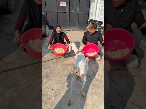 Kambing pilih papa atau bunda