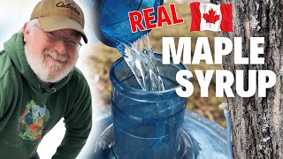 Maple Syrup On A Small Property From Just 2 Trees! | A Beginners Success Story