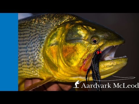 Crazy action on golden dorado in Argentina. Golden Dorado River Cruiser.