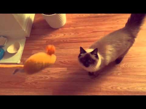 Dallas the Ragdoll Cat