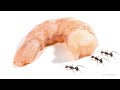 Timelapse Ants vs Shrimp