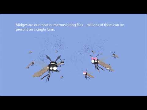 Transmission of arboviruses