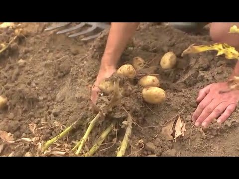 , title : 'طريقة زراعة البطاطا /البطاطس من البداية حتى جني المحصول'