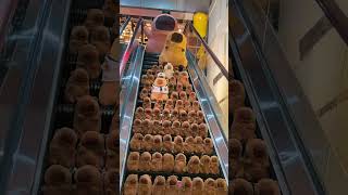 Download lagu When Capybara fell, was there really no one to help him? #PlushToy #Capybara #CapybaraDoll #shorts mp3