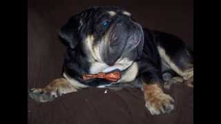 Rare Black and Tan "King Juggernaut" * Akc English Bulldog Stud*