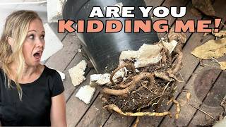 Jungle Corner Mayhem! You Won’t BELIEVE What I Found.
