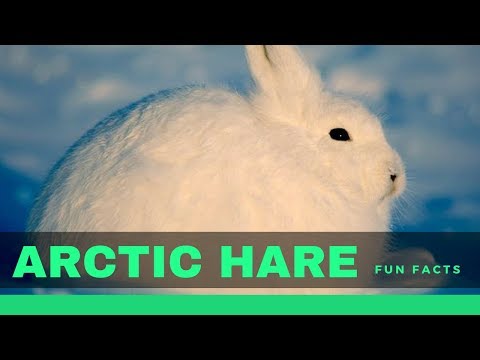 , title : 'Arctic hare facts for kids - Interesting Information about Hares'