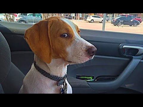 Dog Pretends to Be Brave at the Vet 😂 Must Watch!