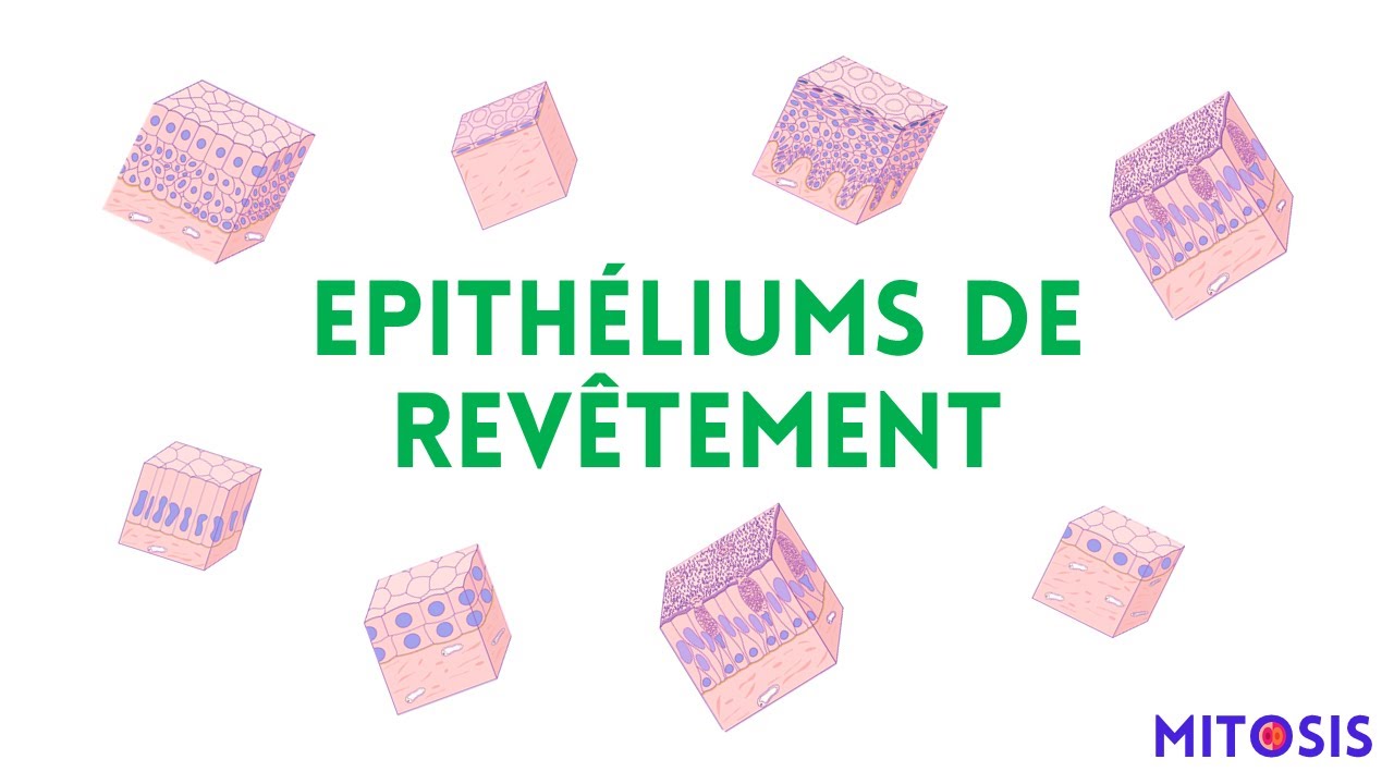 Les épithéliums de revêtement