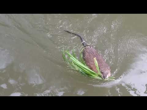 download lagu mp3 mp4 Rats In Missouri, download lagu Rats In Missouri gratis, unduh video klip Rats In Missouri