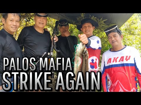 Palos Mafia Strike Again | Real, Quezon Palos Hunting