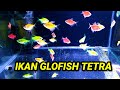 Ikan Hias Import Yang Enggak Galak