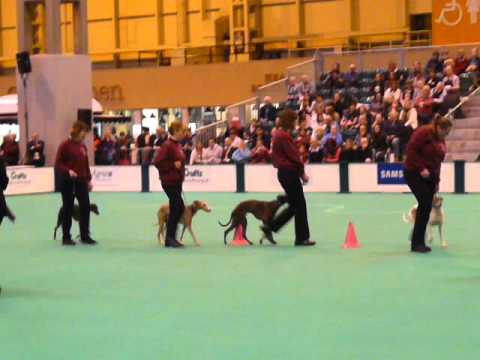 Crufts 2016 : Obreedience - Team Whippet