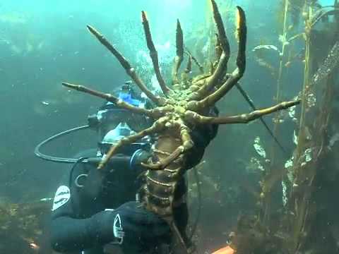 CINP Video Program - Anacapa Island