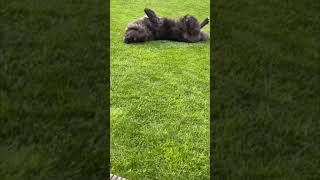 Kontra K (Hunde Wälzen sich im Gras😃) Instagram Story 18.5.2021
