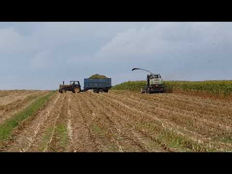 Akcja kukurydza 2018 w Brzysko - Rol