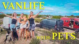 How to Travel with Pets in a Van | Everything You Need to Know!