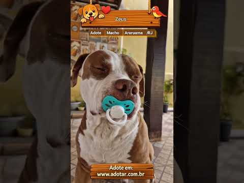 Vídeo de Zeus