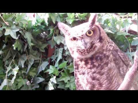 Owl eats mouse in one !! (LOOK THIS)
