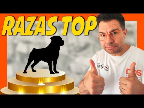 THE BEST DOG BREED FOR YOU 🥇 Which one is it?