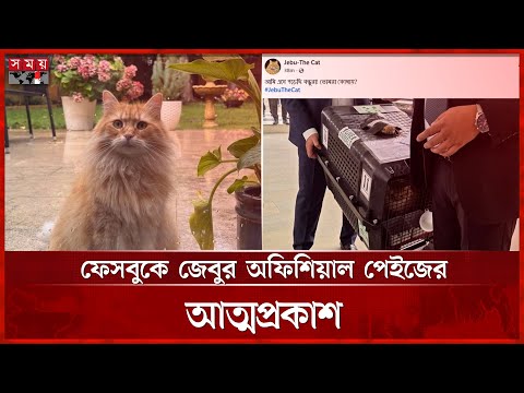 বাংলাদেশে এসেছে জেবু, দ্য ‘ভাইরাল’ ক্যাট  | Jebu | Cat | Tarique Rahman | Somoy TV
