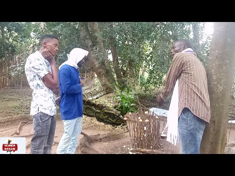 EKIRI E TANDA MU MPUKU ZA WALUMBE KIKAMBWE-EMISOTA TIMBA ZETALA KULYA MAGI GEBAZILETEDDE OBUKENKEKE