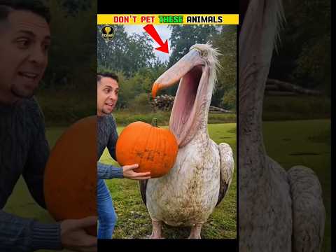 #stolas
