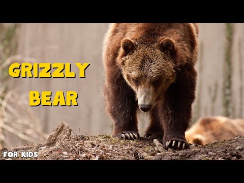 Grizzly Bear for kids | Grizzly Bear king of the Wild