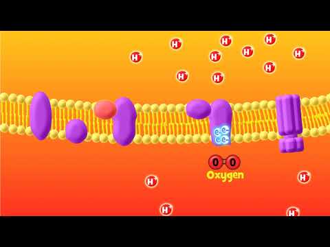 The Electron Transport Chain Explained (Aerobic Respiration)