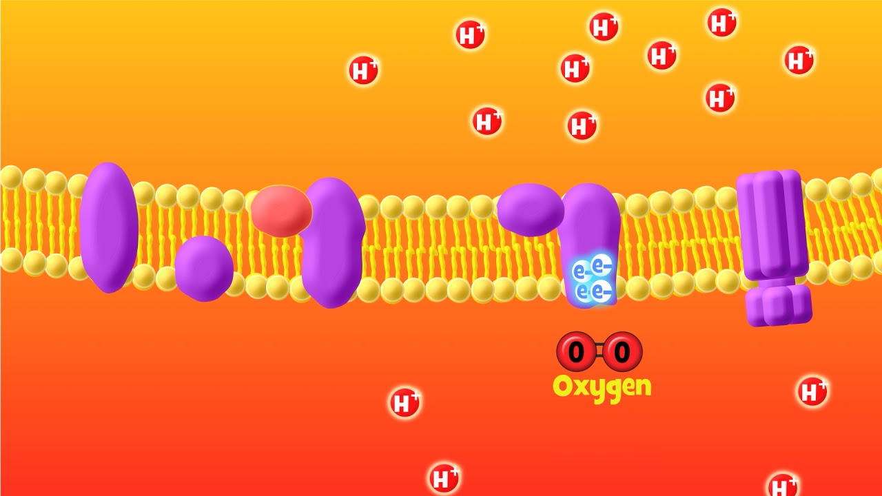 The Electron Transport Chain Explained (Aerobic Respiration)