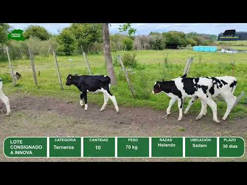 Video del lote L0-000867
