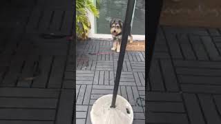 Video preview image #1 Mutt Puppy For Sale in HOUSTON, TX, USA