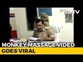 Watch: UP Cop Gets Surprise 'Grooming' Session From Monkey