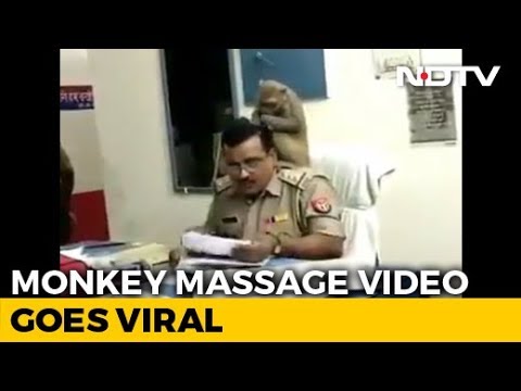 Watch: UP Cop Gets Surprise 'Grooming' Session From Monkey