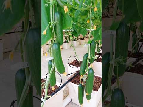 Cucumber Production in Hydroponics | High Yield Method #cucumbercultivation #cucumber #hydroponic