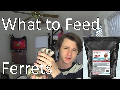 What To Feed Ferrets
