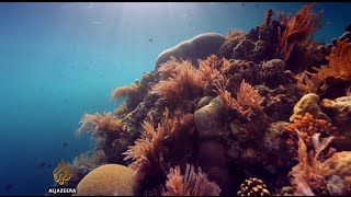 The Gulf's fragile ecosystems