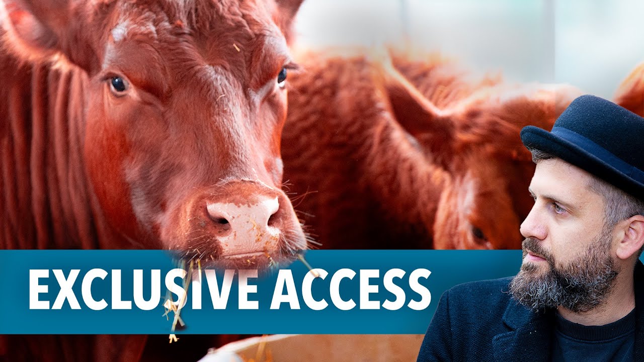 Is the RED HEIFER Sacrifice Coming Soon? @YairLeviMusic