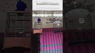 Download lagu Suara Prenjak Ngalun Cungklik mp3