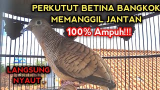 Download lagu PERKUTUT BANGKOK BETINA GACOR MEMANGGIL JANTAN 100% BIKIN SEMUA PERKUTUT BANGKOK NYAUT  mp3