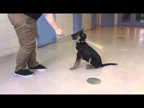 Majestic, a 4 month old Doberman Pinscher/Shepherd mix available for adoption at the Wisconsin Human