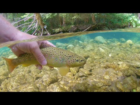 Lov pstruhov potočných prívlačou na horskom potoku (Trout fishin