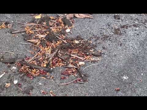 Massive Swarm of Ants Getting into the Garage in Toms River, NJ