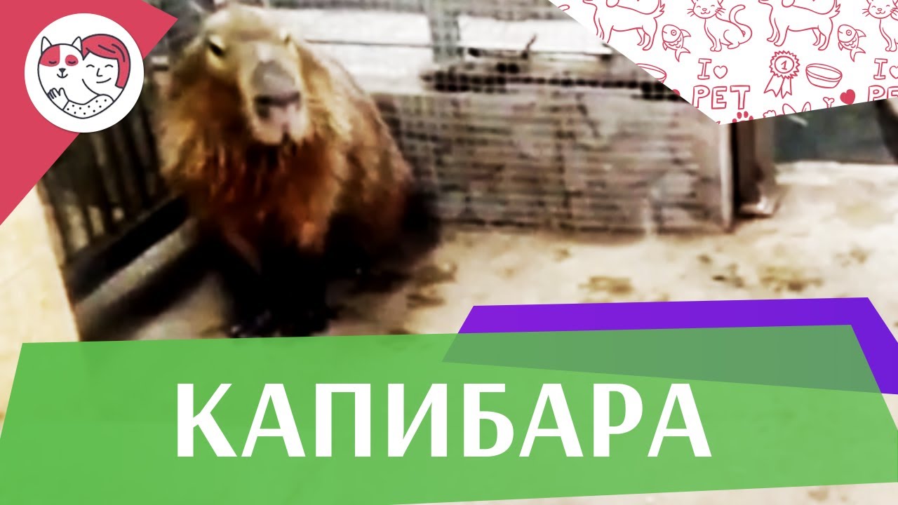 5 особенностей ухода за золотистым ретривером