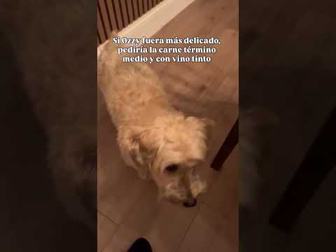 El no muerde… él considera, reflexiona y luego saborea. #dogmom #ozzy #buenosmodales #petlife #humor