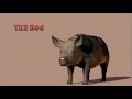 Moon Raven Tales The Hog