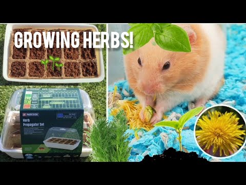 Growing Plants for Cute Pet HAMSTER + Updates! 🐹🌿