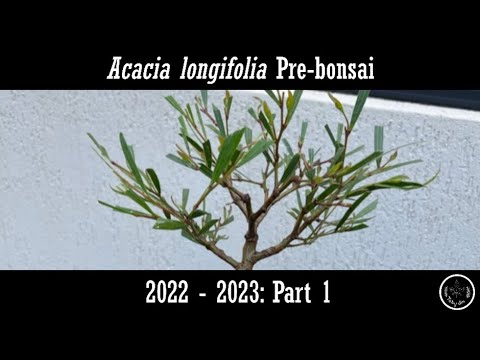 Acacia longifolia Pre-bonsai 2022 - 2023: Part 1